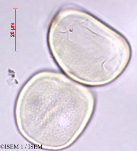 ISEM 1/Elaeis_oleifera_28268/Elaeis_oleifera_28268_0001(copy)_thumb.jpg